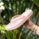 Chinelo Anatômico Boa Onda Luna - Rose Nude